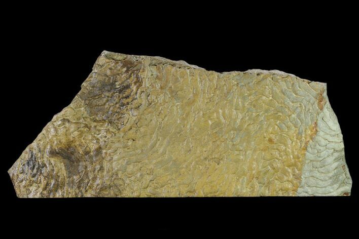 Pennsylvanian, Fossil Microbial Mat - Oklahoma #133155